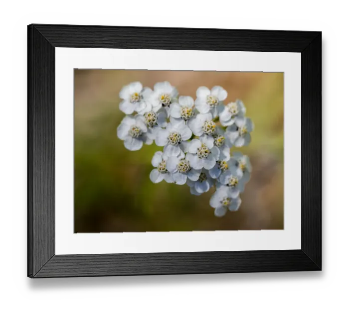 Framed Print : Close-up of the flowering yarrow, Achillea