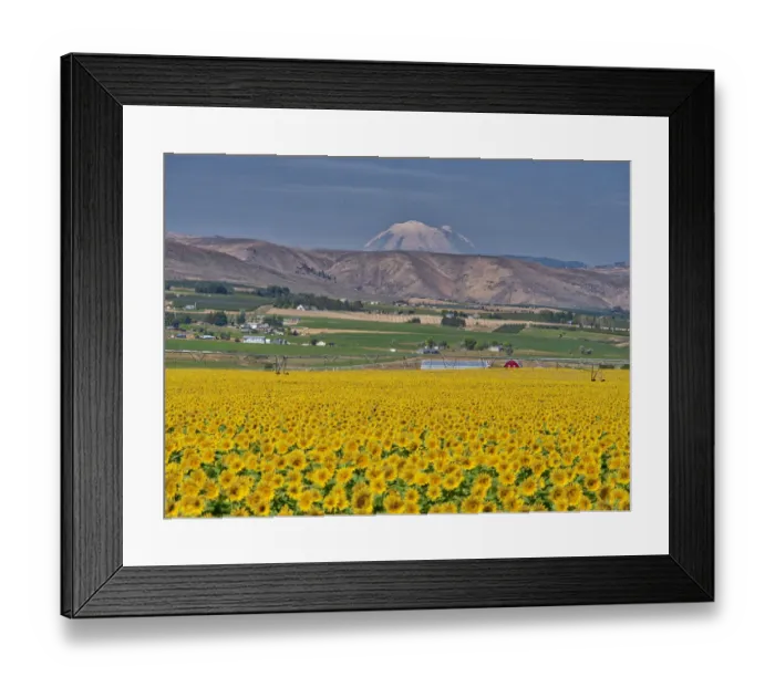 Framed Print : Large sunflower field with Mt. Rainier Framed Print : Large sunflower field with Mt. Rainier