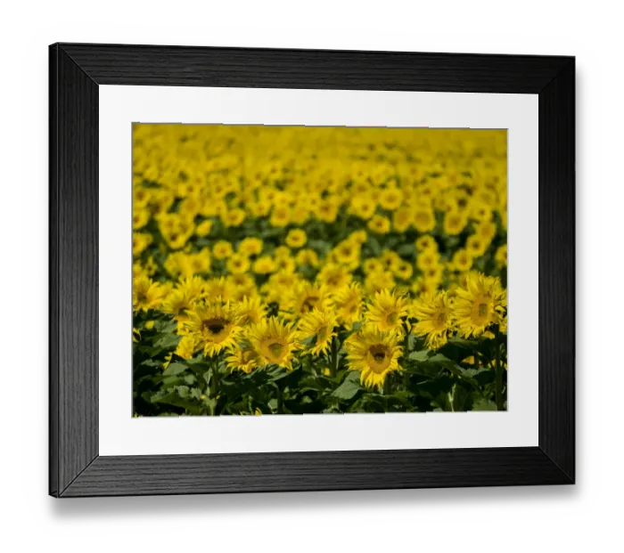 Framed Print : Large sunflower field