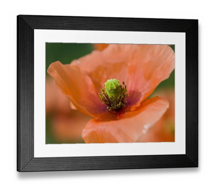 Framed Print : Close-up of orange poppies