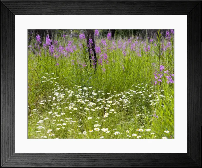 Framed Print : Fireweed blooming in the forest Framed Print : Fireweed blooming in the forest