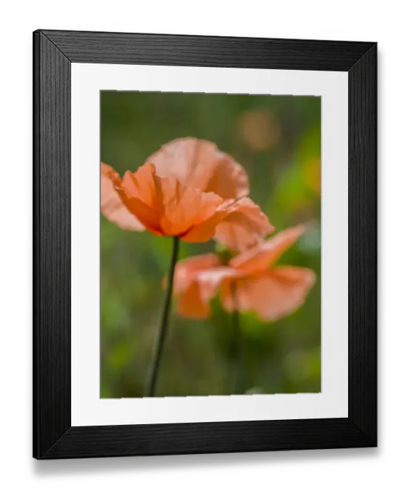 Framed Print : Close-up of orange poppies