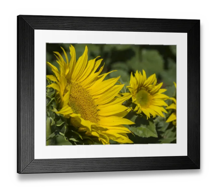 Framed Print : Large sunflower field Framed Print : Large sunflower field