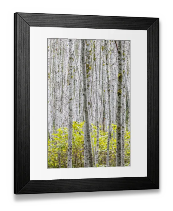 Framed Print : USA, Washington State. Grove of young alder trees in autumn Framed Print : USA, Washington State. Grove of young alder trees in autumn