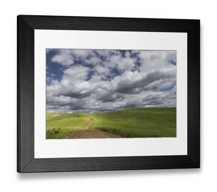 Framed Print : Rural dirt road among rolling fields of wheat crops, Palouse region of eastern Washington Framed Print : Rural dirt road among rolling fields of wheat crops, Palouse region of eastern Washington
