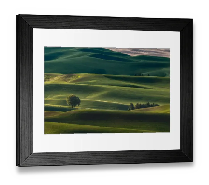Framed Print : Lone tree and endless rolling hills of crops in the Palouse, from elevated position
