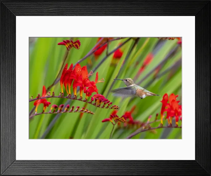 Framed Print : USA, Washington State, Sequim. Rufous hummingbird and flowers Framed Print : USA, Washington State, Sequim. Rufous hummingbird and flowers