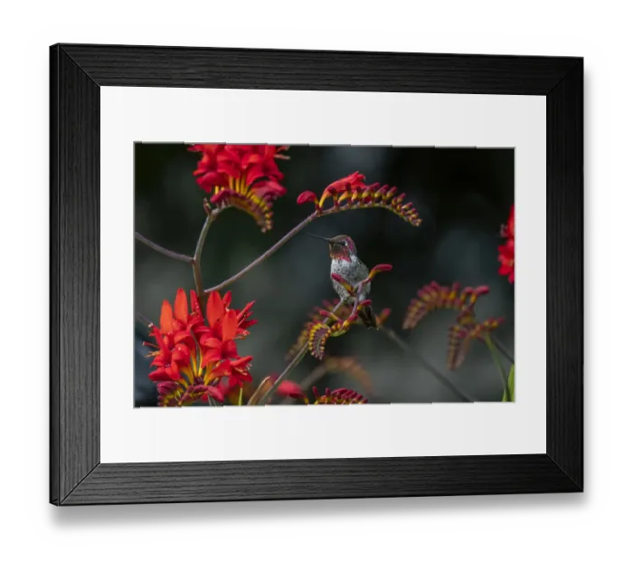 Framed Print : USA, Washington State, Olympic National Park. Field of avalanche lilies and forest