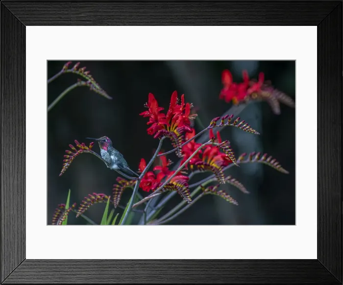 Framed Print : USA, Washington State, Olympic National Park. Field of avalanche lilies and forest Framed Print : USA, Washington State, Olympic National Park. Field of avalanche lilies and forest