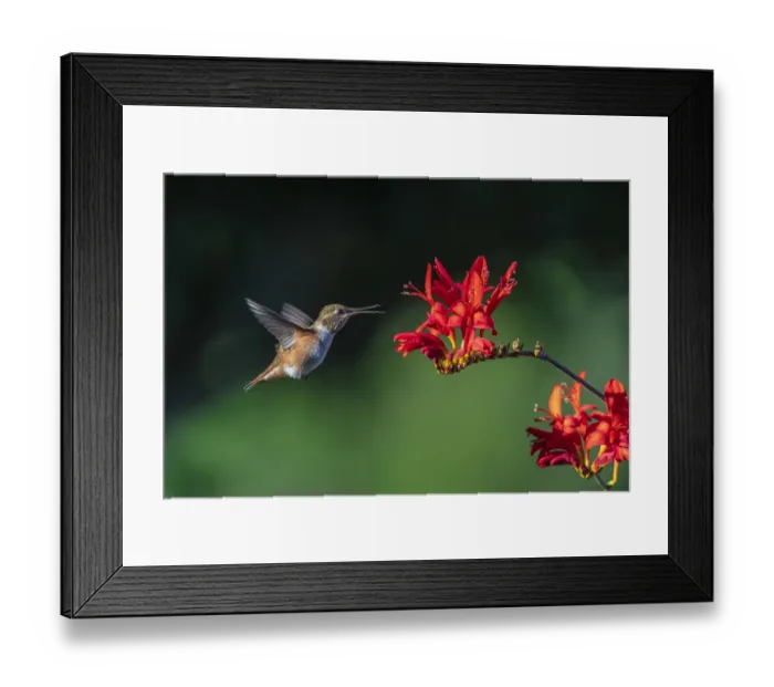 Framed Print : USA, Washington State, Sequim. Rufous hummingbird and flowers Framed Print : USA, Washington State, Sequim. Rufous hummingbird and flowers