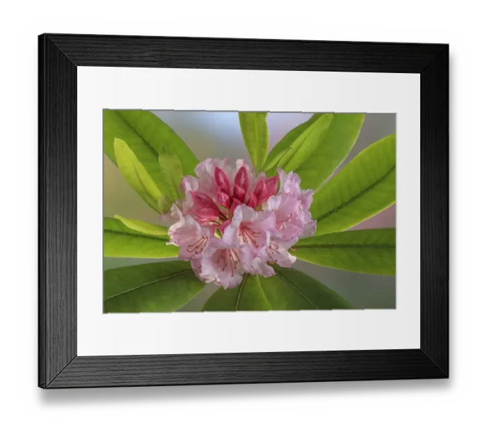 Framed Print : USA, Washington State, Seabeck. Rhododendron flower close-up