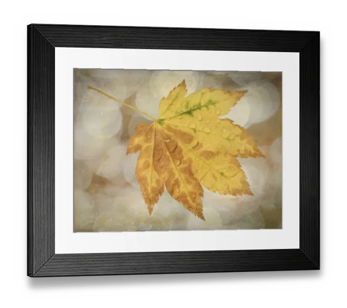 Framed Print : USA, Washington State, Seabeck. Rain drops on vine maple leaf
