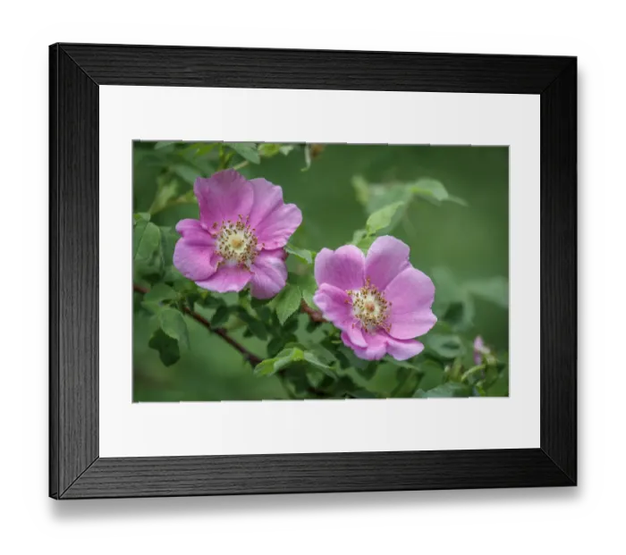 Framed Print : USA, Washington State, Seabeck. Wild rose blossoms in Guillemot Cove Nature Reserve Framed Print : USA, Washington State, Seabeck. Wild rose blossoms in Guillemot Cove Nature Reserve