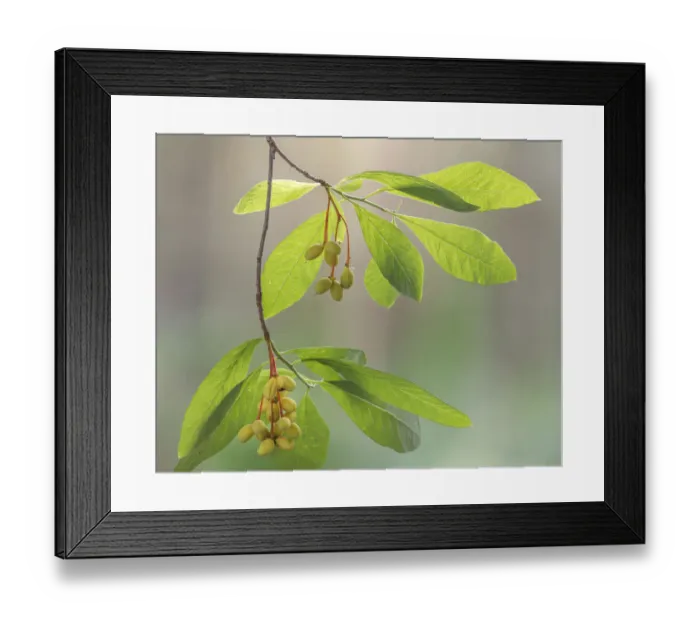 Framed Print : USA, Washington State, Seabeck. Indian plum tree berries Framed Print : USA, Washington State, Seabeck. Indian plum tree berries