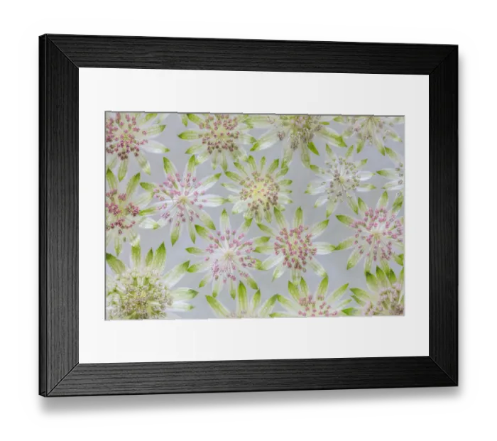 Framed Print : USA, Washington State, Seabeck. Montage of astrantia blossoms