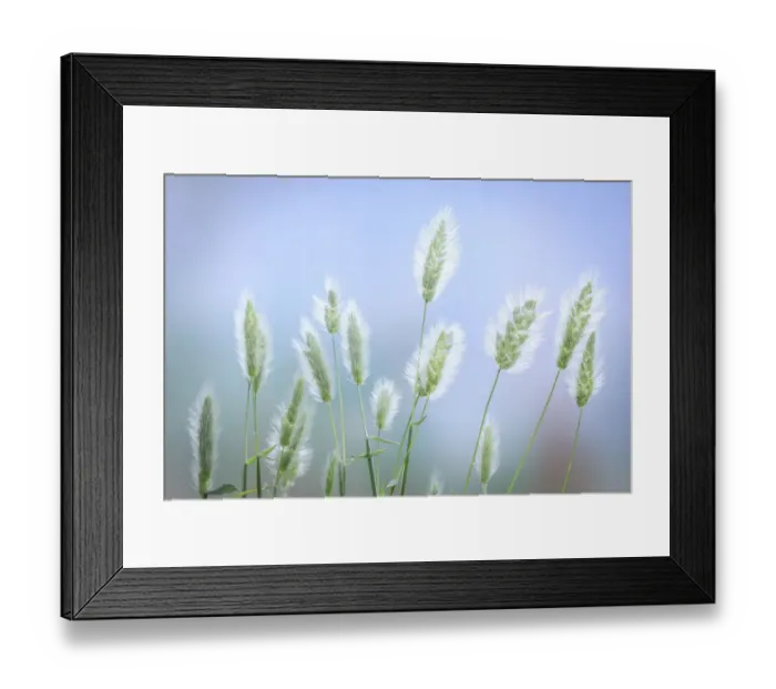 Framed Print : USA, Washington State, Seabeck. Grass seed-heads close-up