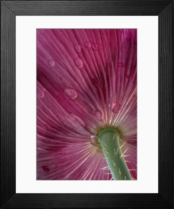 Framed Print : USA, Washington State, Seabeck. Bottom of poppy blossom Framed Print : USA, Washington State, Seabeck. Bottom of poppy blossom