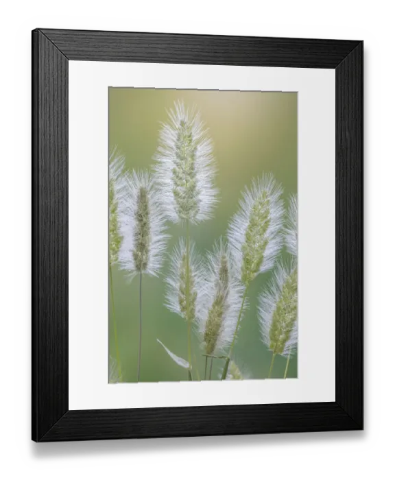 Framed Print : USA, Washington State, Seabeck. Grass seed-heads close-up