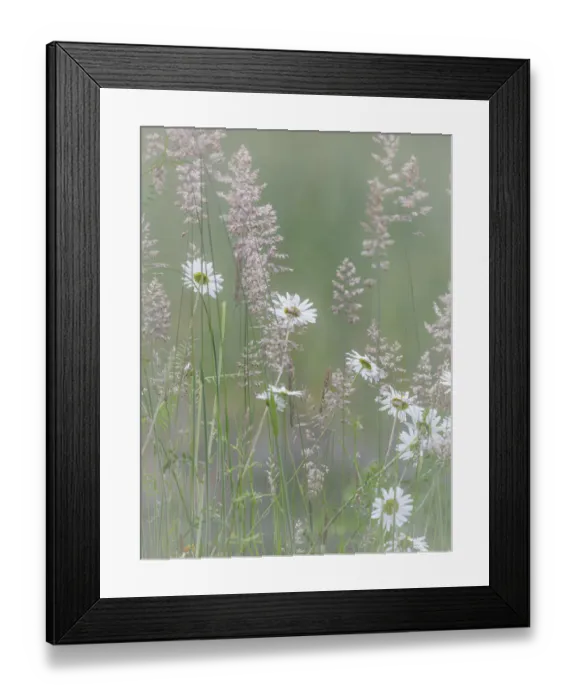 Framed Print : USA, Washington State, Seabeck. Oxeye daisy flowers and grasses