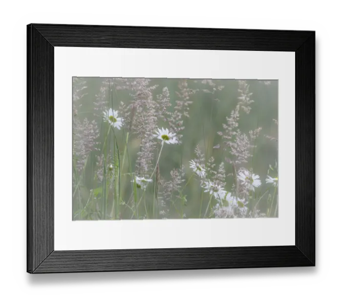 Framed Print : USA, Washington State, Seabeck. Oxeye daisy flowers and grasses