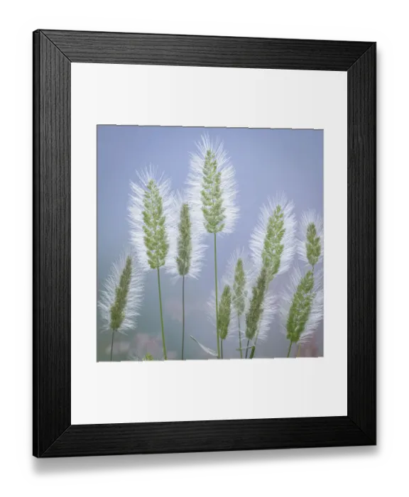 Framed Print : USA, Washington State, Seabeck. Grass seed-heads close-up Framed Print : USA, Washington State, Seabeck. Grass seed-heads close-up