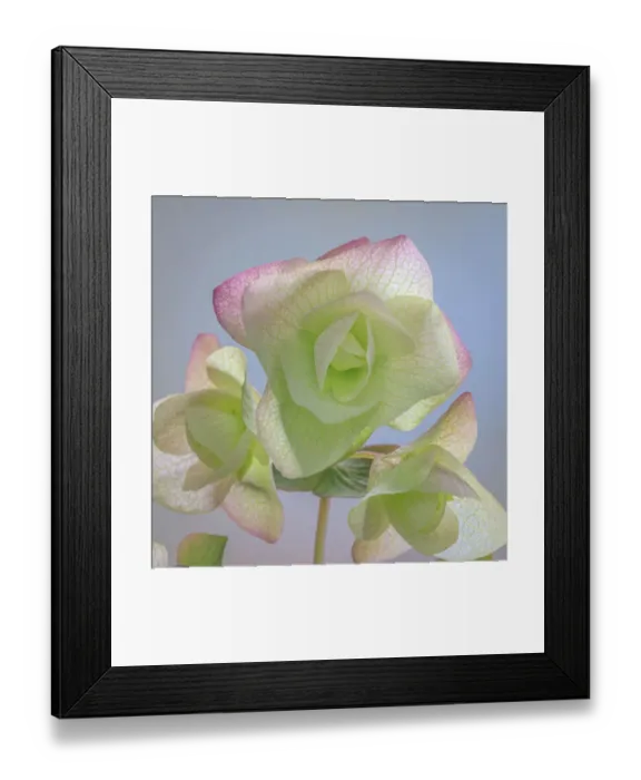 Framed Print : USA, Washington State, Seabeck. Ornamental oregano blossoms close-up