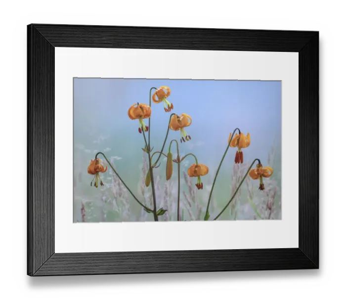 Framed Print : USA, Washington State, Dewatto. Tiger lily flowers and grasses Framed Print : USA, Washington State, Dewatto. Tiger lily flowers and grasses