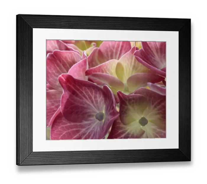 Framed Print : USA, Washington State, Seabeck. Hydrangea blossoms close-up Framed Print : USA, Washington State, Seabeck. Hydrangea blossoms close-up