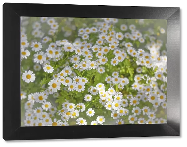 USA, Washington State, Seabeck. Close-up of daisies in spring