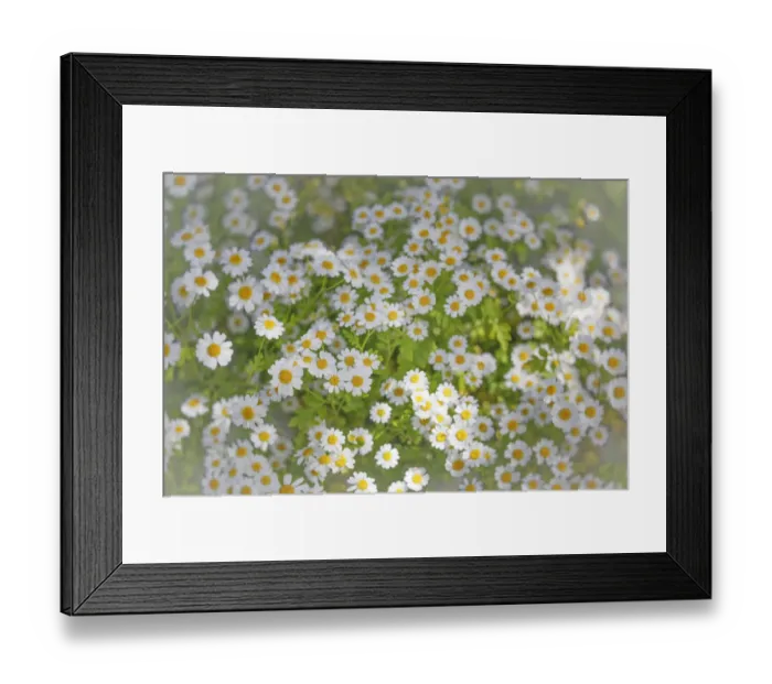 Framed Print : USA, Washington State, Seabeck. Close-up of daisies in spring Framed Print : USA, Washington State, Seabeck. Close-up of daisies in spring
