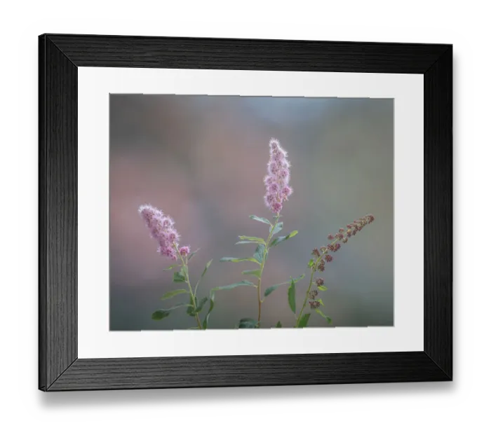 Framed Print : USA, Washington State, Seabeck. Spiraea shrub flowers Framed Print : USA, Washington State, Seabeck. Spiraea shrub flowers