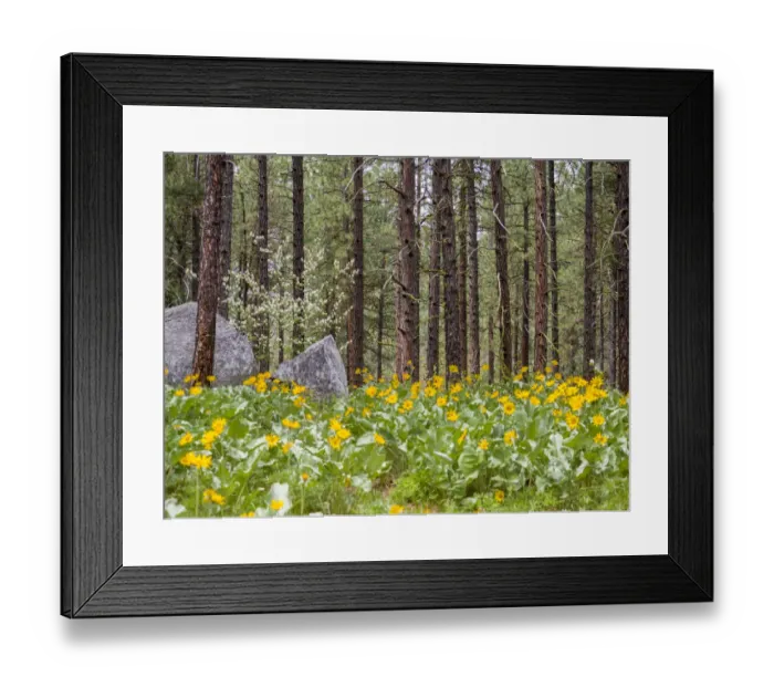 Framed Print : Ponderosa Pine trees and arrowleaf balsamroot in the forest near Leavenworth