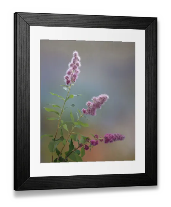 Framed Print : USA, Washington State, Seabeck. Spiraea shrub flowers Framed Print : USA, Washington State, Seabeck. Spiraea shrub flowers