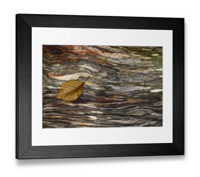 Framed Print : USA, Washington State, Seabeck. Alder leaf on driftwood