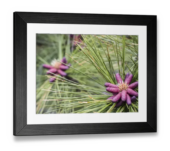 Framed Print : Close-up of pink pine cone buds of the Ponderosa Pine tree