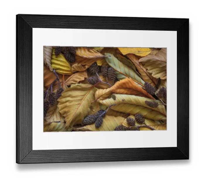 Framed Print : USA, Washington State, Seabeck. Close-up of fallen alder leaves and cones Framed Print : USA, Washington State, Seabeck. Close-up of fallen alder leaves and cones