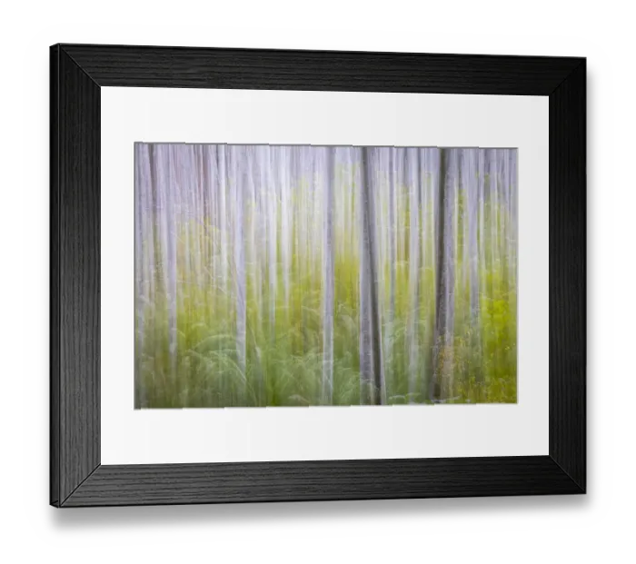 Framed Print : USA, Washington State. Abstract of young alder trees in autumn Framed Print : USA, Washington State. Abstract of young alder trees in autumn