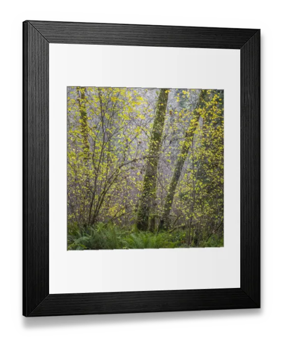 Framed Print : USA, Washington State, Seabeck, Guillemot Cove Nature Reserve Framed Print : USA, Washington State, Seabeck, Guillemot Cove Nature Reserve