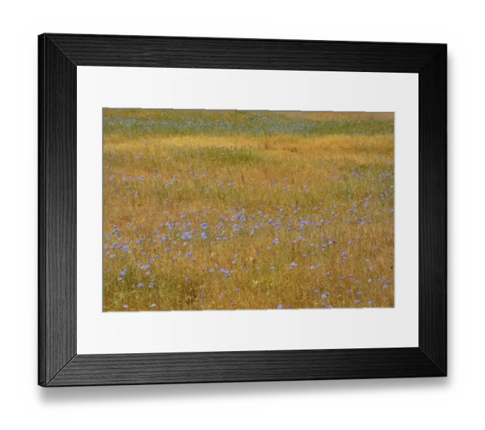 Framed Print : USA, Oregon, Columbia River Gorge National Scenic Area. Bachelor buttons in field Framed Print : USA, Oregon, Columbia River Gorge National Scenic Area. Bachelor buttons in field