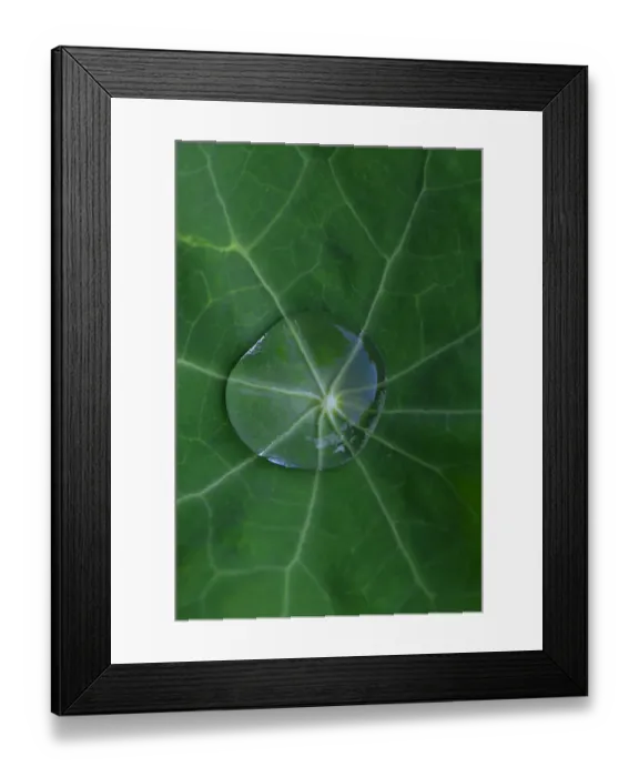 Framed Print : USA, Oregon. Morning dew on lupine leaf Framed Print : USA, Oregon. Morning dew on lupine leaf