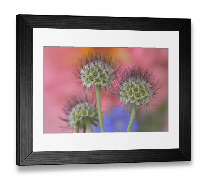 Framed Print : USA, Oregon. Scabiosa flower seed heads close-up Framed Print : USA, Oregon. Scabiosa flower seed heads close-up