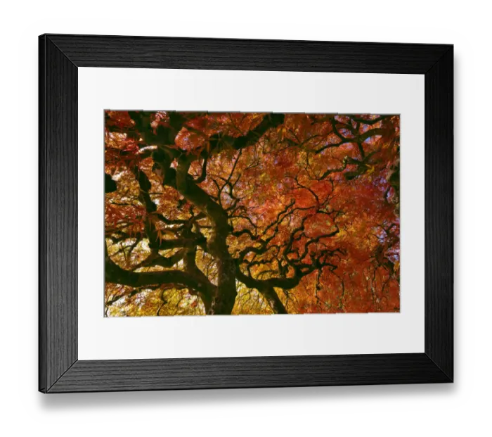 Framed Print : USA, Oregon, Portland. Laceleaf Japanese maple tree Framed Print : USA, Oregon, Portland. Laceleaf Japanese maple tree