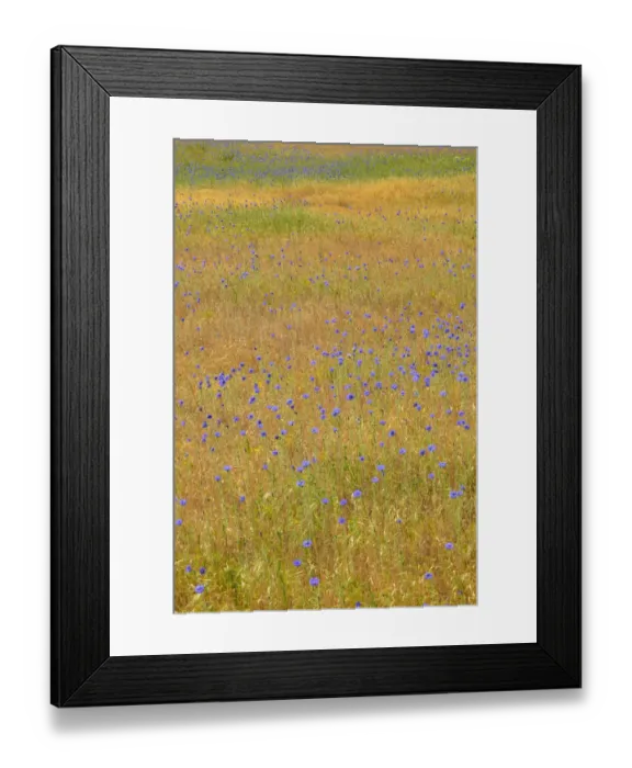 Framed Print : USA, Oregon, Columbia River Gorge National Scenic Area. Bachelor buttons in field Framed Print : USA, Oregon, Columbia River Gorge National Scenic Area. Bachelor buttons in field