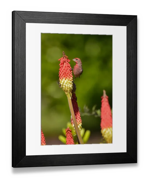 Framed Print : USA, Oregon, Portland. House finch on torch flower Framed Print : USA, Oregon, Portland. House finch on torch flower