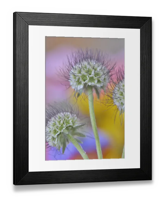 Framed Print : USA, Oregon. Scabiosa flower seed heads close-up Framed Print : USA, Oregon. Scabiosa flower seed heads close-up