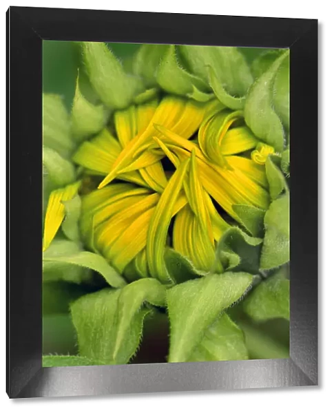 USA, Oregon. Center of opening sunflower