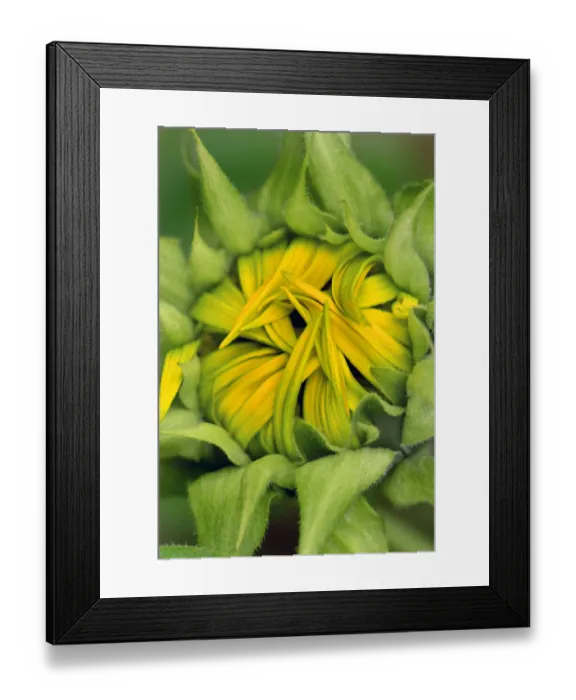 Framed Print : USA, Oregon. Center of opening sunflower Framed Print : USA, Oregon. Center of opening sunflower