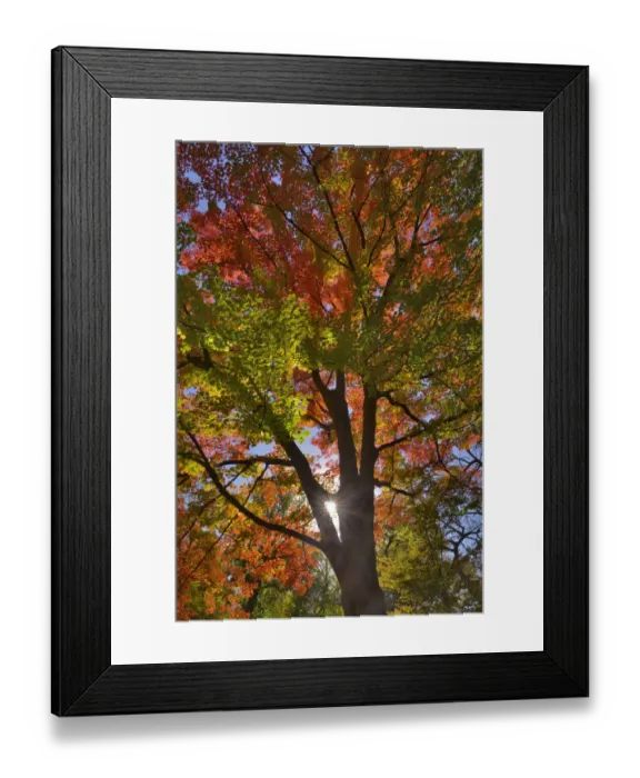 Framed Print : USA, Oregon. Sun rays on red maple tree Framed Print : USA, Oregon. Sun rays on red maple tree