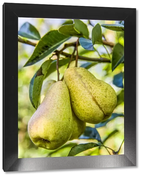 Hood River, Oregon, USA. Bartlett pears on the tree