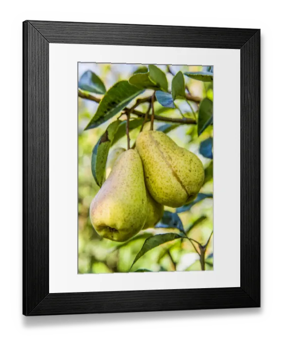 Framed Print : Hood River, Oregon, USA. Bartlett pears on the tree Framed Print : Hood River, Oregon, USA. Bartlett pears on the tree